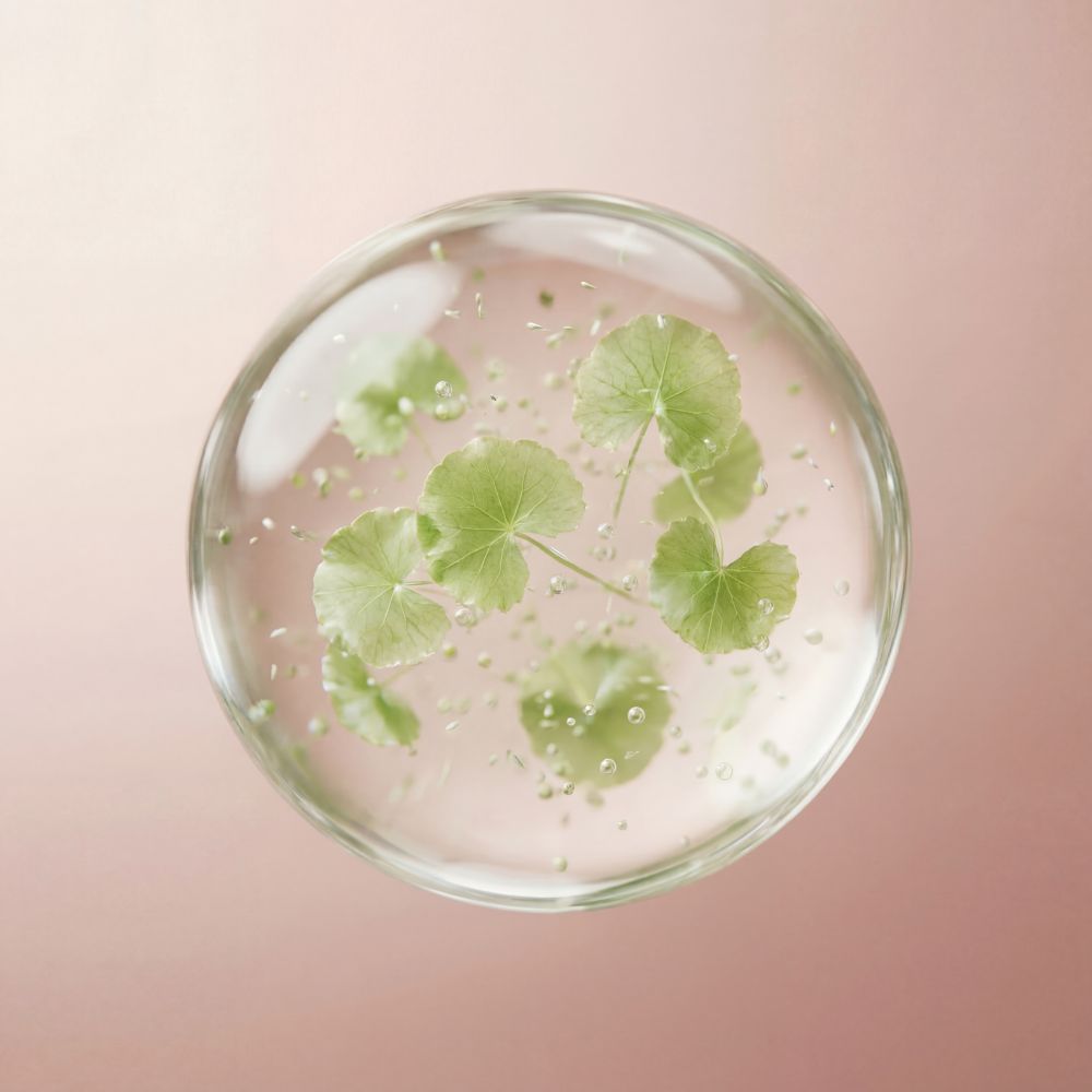Pupečník asijský (Centella Asiatica)
